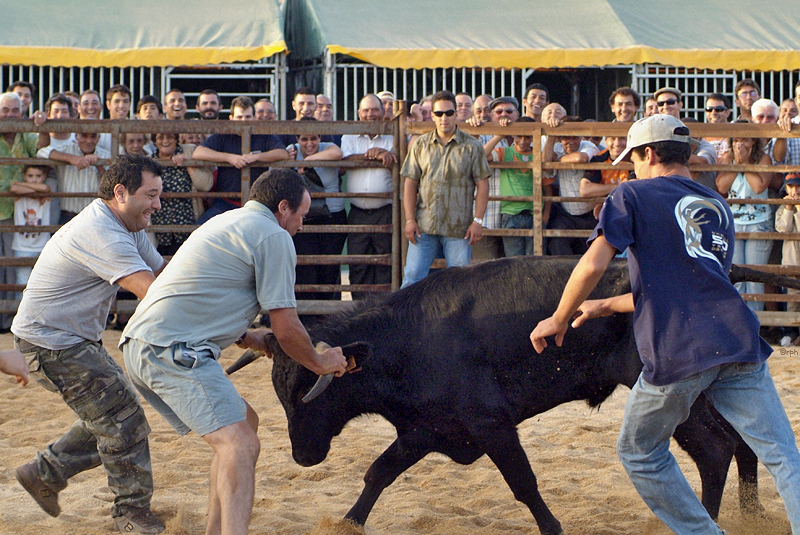 Bullfight Vila d. Bispo